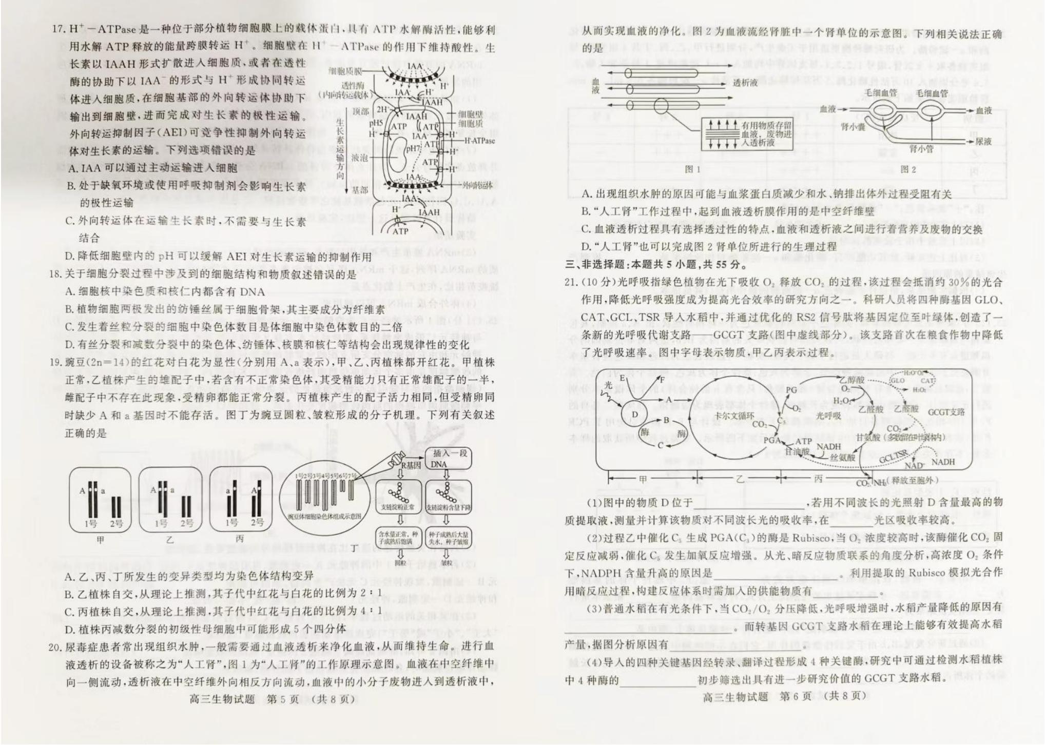 山东济南2024届高三期中生物试题及答案